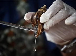 buy snail slime from nigeria to uk us canada